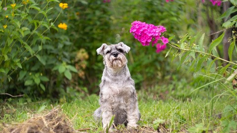 Leeny_a в LOOKY. #цвергшнауцер,#шарташ,#Роки,#zwergschnauzer,#miniatureschnauzer,#служебнаясобака,#фотосессия,#nikon,#helios,#гелиос,#боке. Приложение безжалост...