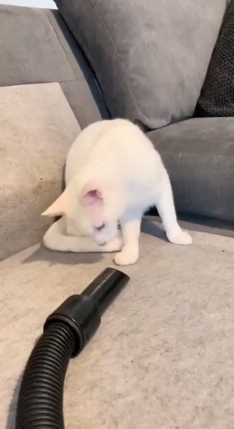 Kitty в LOOKY. . И что ты такое😳🐈🐾...