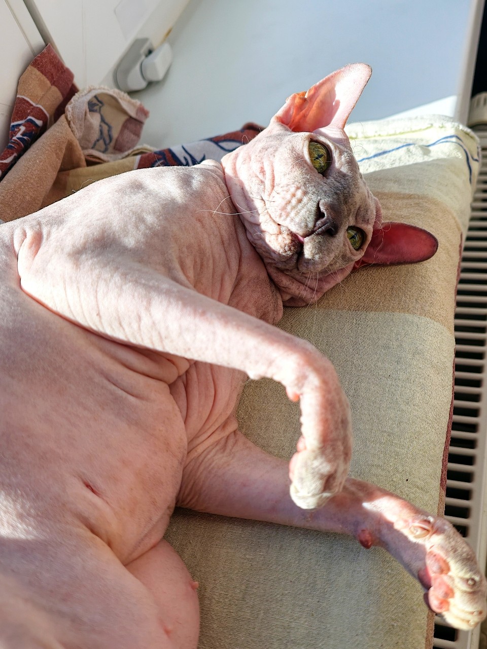 eva_sphynx_cat в LOOKY — фото 2