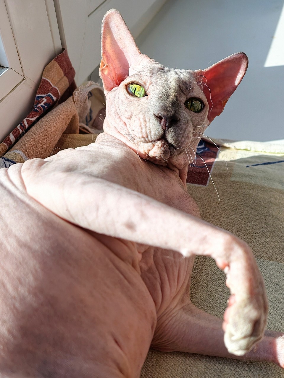 eva_sphynx_cat в LOOKY — фото 3
