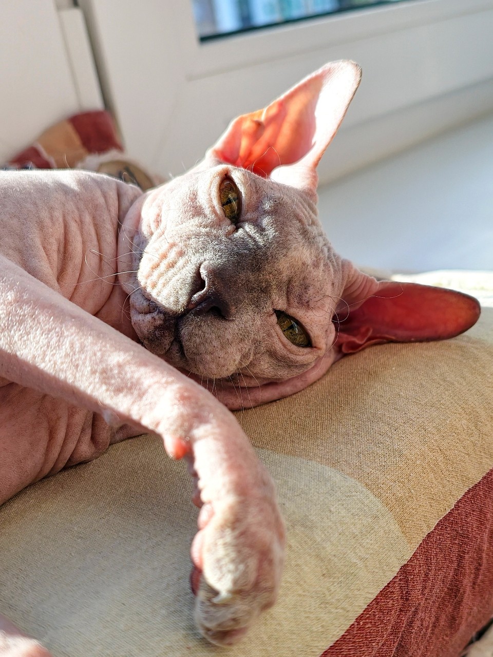 eva_sphynx_cat в LOOKY — фото 1