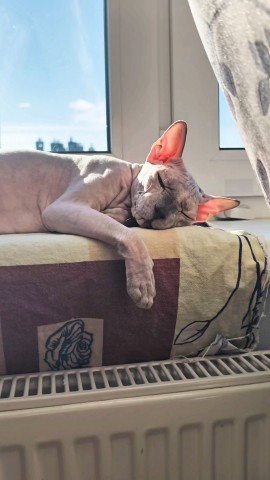 eva_sphynx_cat в LOOKY — фото 5