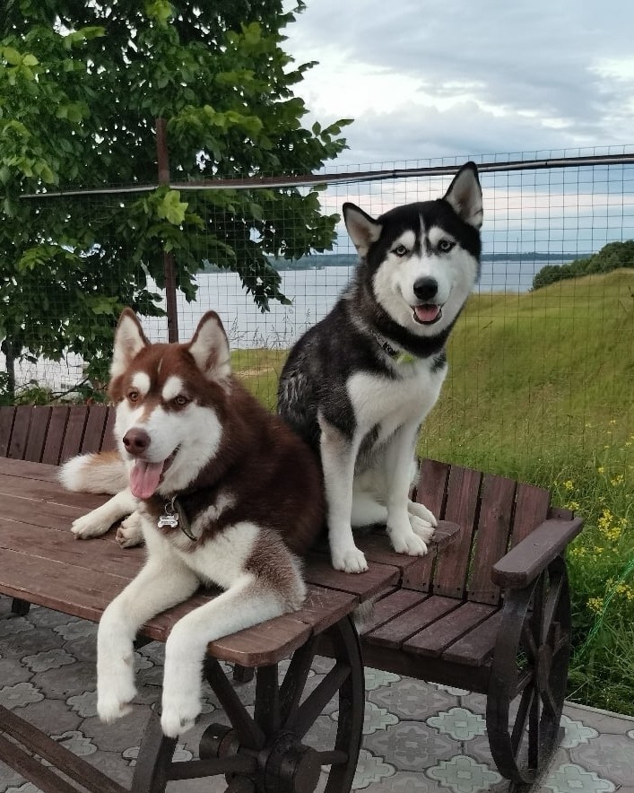 Константин Корзов в LOOKY. #хаски,#стая. Бруня и Корра 🤗 #ха...