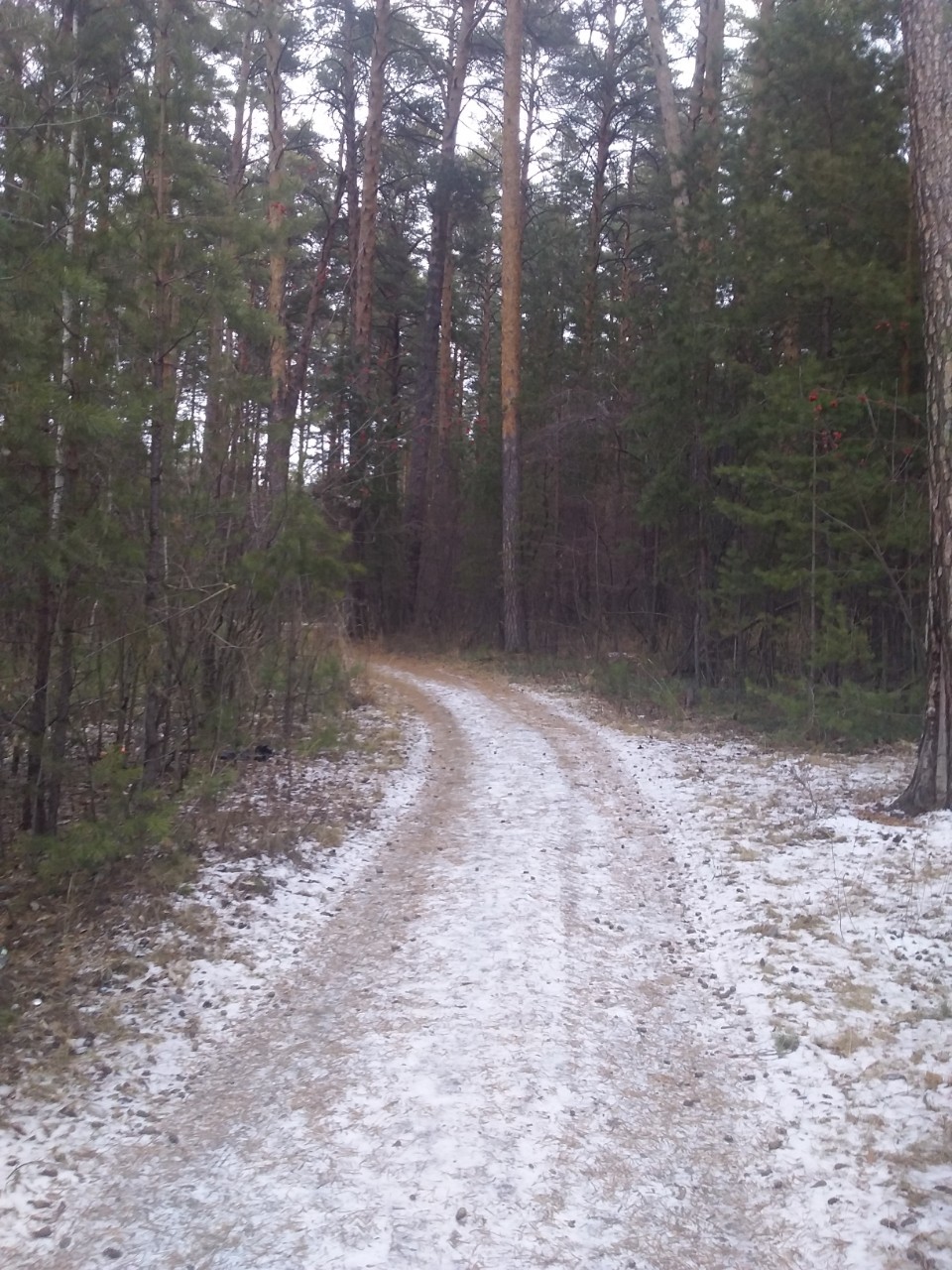 osenniychelovek в LOOKY — Камышловский лес.
3.12.2024.