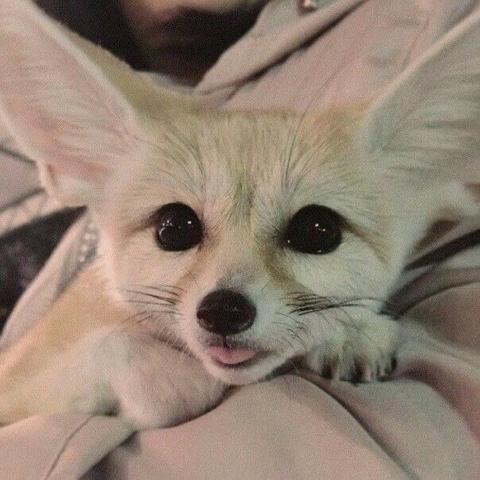 Charming_foxes в LOOKY. . Красоточка🦊💋 [#лис...