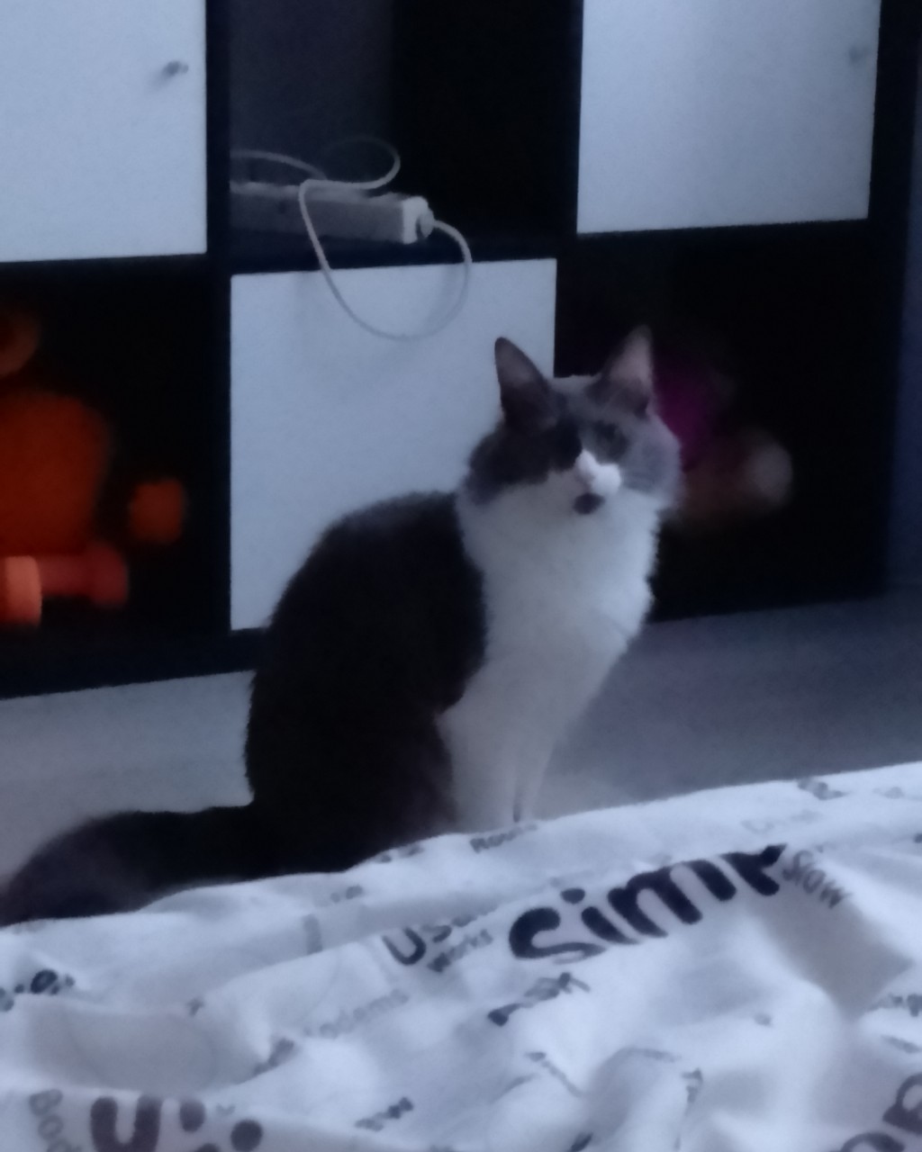 Кот эклер в LOOKY — #кот [#кошка](кошка) [#фото](фото) 