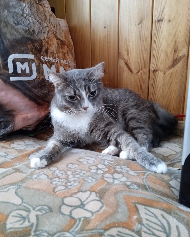 Looky_1706457116070 в LOOKY. #киса,#Симуша,#Сима. #киса #Симуша #Сима
