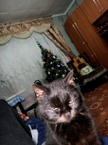 ягодный пунш в LOOKY. #2025,#рекомендации,#рек,#trend,#cat,#кошка,#кот,#животное. Я думаю она чем-то я...