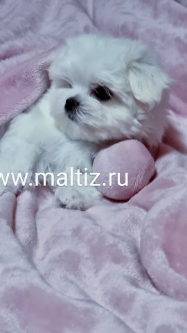Питомник мальтезе  Daily Love в LOOKY. #щенки,#мальтийскаяболонка. Свободная девочка ма...