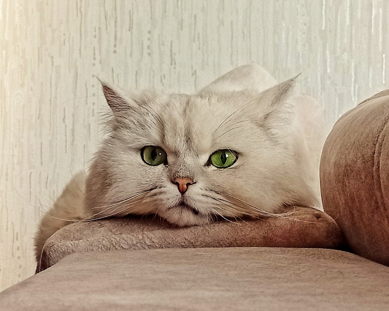 darenka_little в LOOKY. #котики,#cats,#ilovemycat,#lovecats,#nature,#instacat,#kitty,#animals,#коты #кот #cat #catsofinstagram #кошка #кошки #котята #котик #котэ #catstagram #котенок #животные #catlover #catlovers #instacat #инстакот #котя #котятки #catlife #catoftheday #cats_of_instagram. У меня появился ещё ...