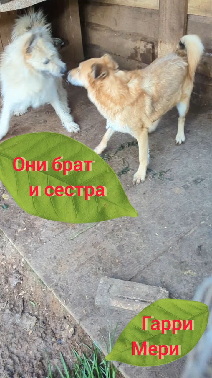  в LOOKY — Гарри и Мери особенные, но как и все хотят жить и кушать! 
Е