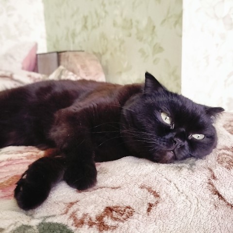 bysa_cats в LOOKY. #саратов,#ядома,#вечер,#новыйгод,#обнимашки,#вмиреживотных,#животные,#хвостик,#хвост,#киса,#киска,#кот,#кошка,#кошки,#котик,#котята,#хвостик,#лапки,#милота,#мимими,#мимимишность,#безкотажизньнета,#кот,#cat,#cats,#kitten,#kittycat,#meow,#NoFilter,#neko,#Repost,#blackcat,#cute,#weeklyfluff,#kitty,#kittens,#catlife,#catlover,#blackstarcat,#scottishfold,#pet,#bysa_cats,#catoftheday,#love,#photography,#Котикинаркотики,#безкотажизньнета. 🐾🐾🐾🐾

#саратов #...