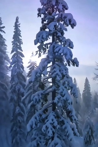 294maks в LOOKY. . 