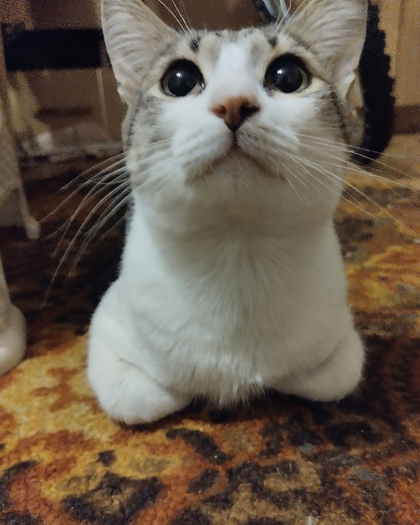 Кот Мурчик in LOOKY. . 