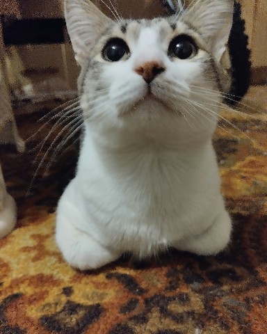 Кот Мурчик в LOOKY. . 
