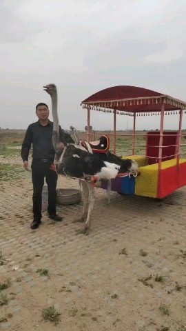 china_pills_vl в LOOKY. . Страусинный парк в Х...