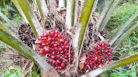 Plantation channel в LOOKY. #ripepalm. Ripe palm fruit on t...