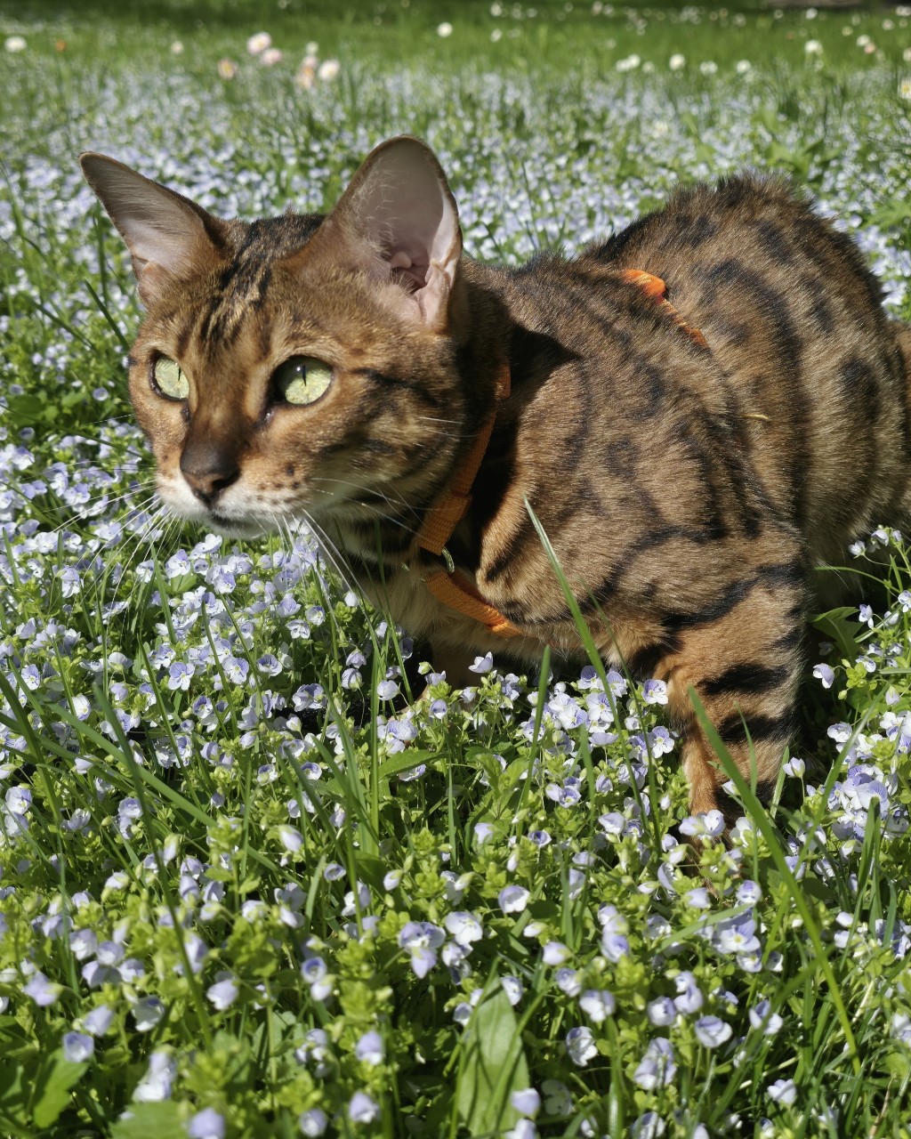 afina_zeus в LOOKY. #бенгалы,#кошка,#коты,#кот,#мыизкотограма,#котозависимость,#люблюкошек,#красивыекошки,#природа,#природапрекрасна,#наприроде,#цветы,#looky,#looky_official,#looky_кошки,#looky_контент. Мгновения лета, в ко...