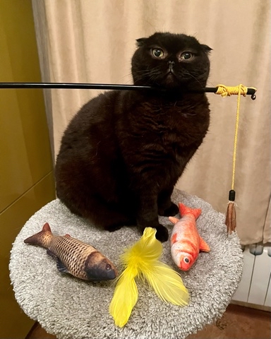 cats_mars_tayson в LOOKY. . 