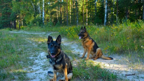 Diamond в LOOKY. #немецкаяовчарка,#овчарка,#собаки,#germanshepherd,#german_shepherd. Евита & Демон

#неме...