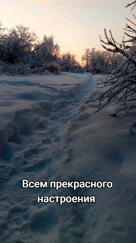 oksana_tm_relax в LOOKY. #хвостатый_друг. Наша Джесс любит зим...