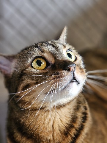 bengal_leonard19 в LOOKY. #коты,#looky_топ,#любимыепитомцы,#домашниеживотные,#любимыйкот,#бенгальскийкот,#бенгал,#безкотаижизньнета,#мыизкотограма,#фото. Что, уже суббота?! У...