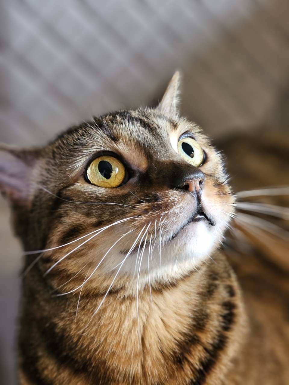 bengal_leonard19 в LOOKY — Что, уже суббота?! Ух, как быстро пролетела неделя! Отличных