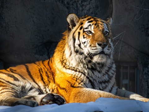 alx.a.lav в LOOKY. #cat,#tiger,#lion,#лев,#львица,#тигр. Кисы/kitties #cat #t...