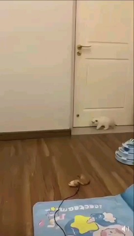 SllashFllow в LOOKY. . Котики - синхронисты...