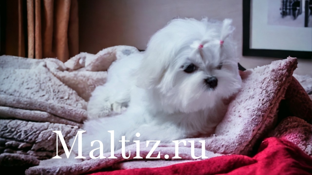 Питомник мальтезе  Daily Love в LOOKY — Свободный мальчик мальтезе Отвечаю на WhatsApp  #мальтезе #щ