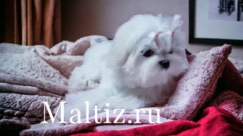 Питомник мальтезе  Daily Love в LOOKY. #мальтезе,#щенкимальтезе,#купитьщенкамальтезе,#питомникмальтезе. Свободный мальчик ма...