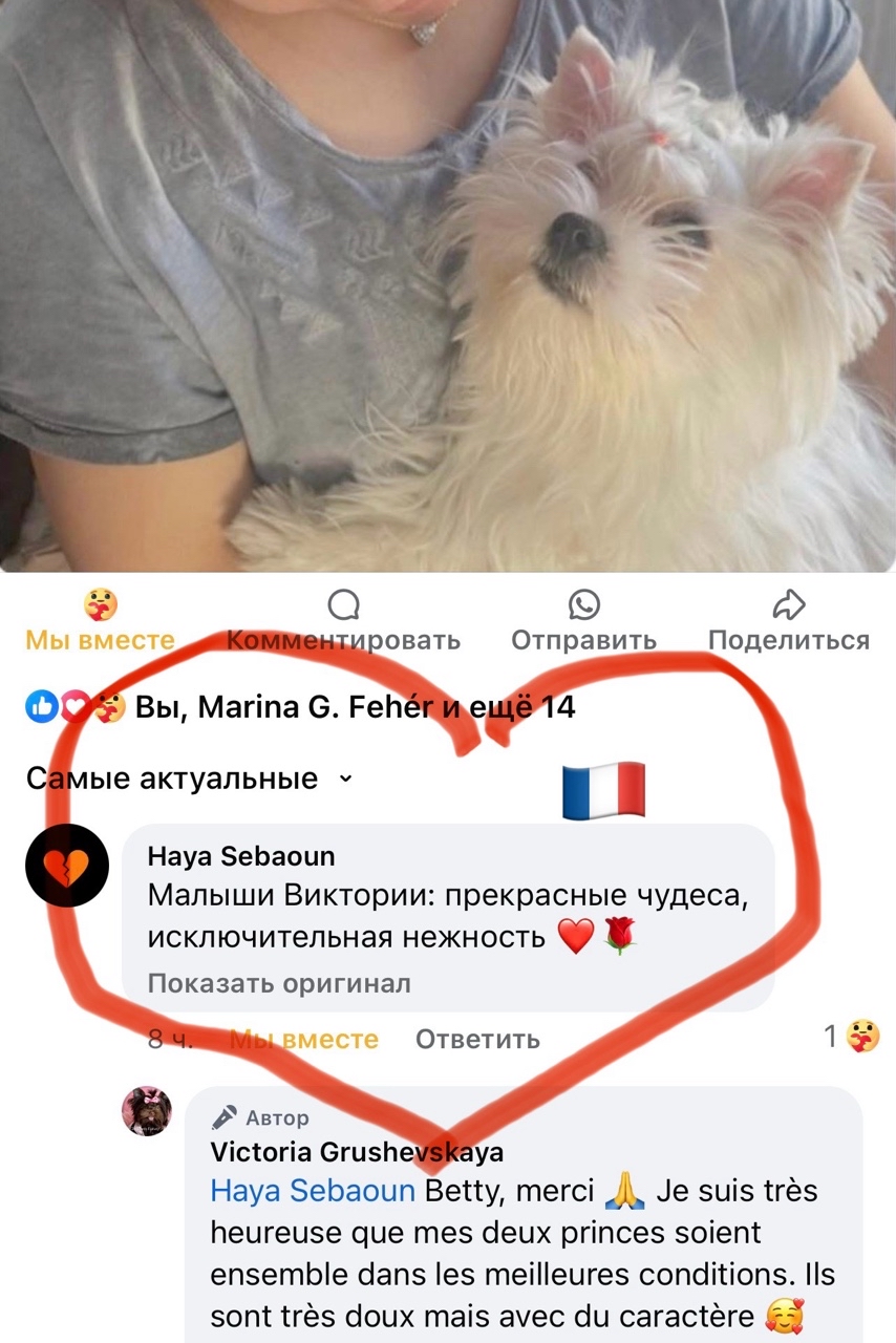 Цветные йорки Мальтипу в LOOKY — https://t.me/kennelcity_choco_fantasy