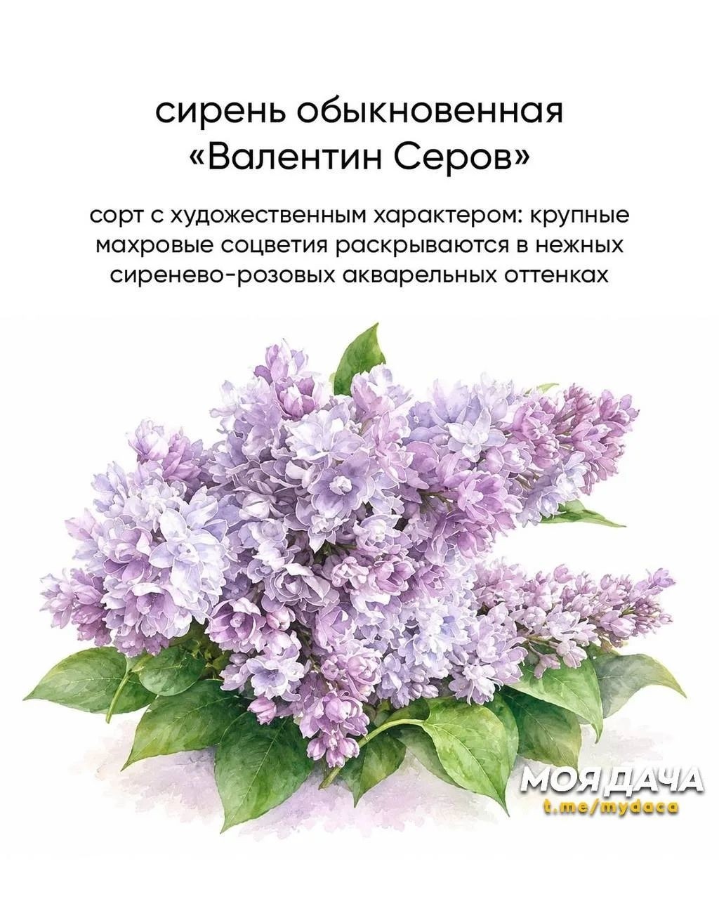 Вот подборка из 9 сортов сирени с по‑настоящему шикарным цветением 💜

От классических до редких, с разной окраской и формой метёлок. Все они эффектны, обильны и достойны места в саду.