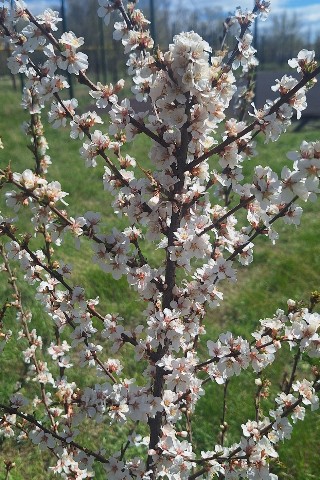 Для души в LOOKY. #весна,#цветы. Весна в разгаре, но ...