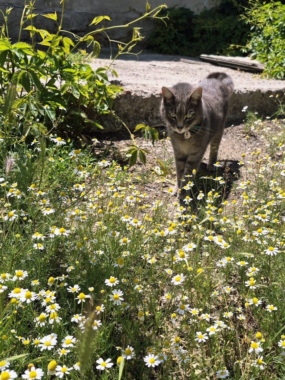 Привет, ромашки! 🌼