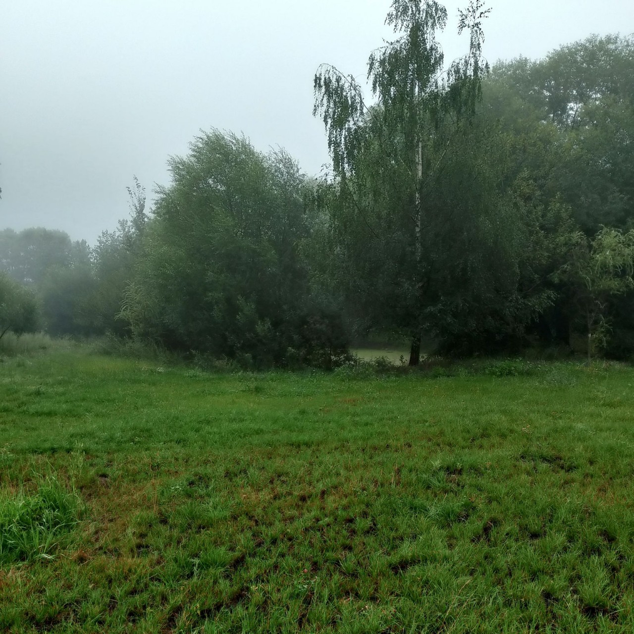 Tafofil в LOOKY — Немного мрачных явлений природы... Вчерашнее туманное утро П