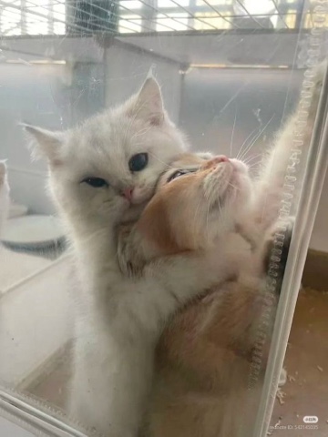sl.cats в LOOKY. . 