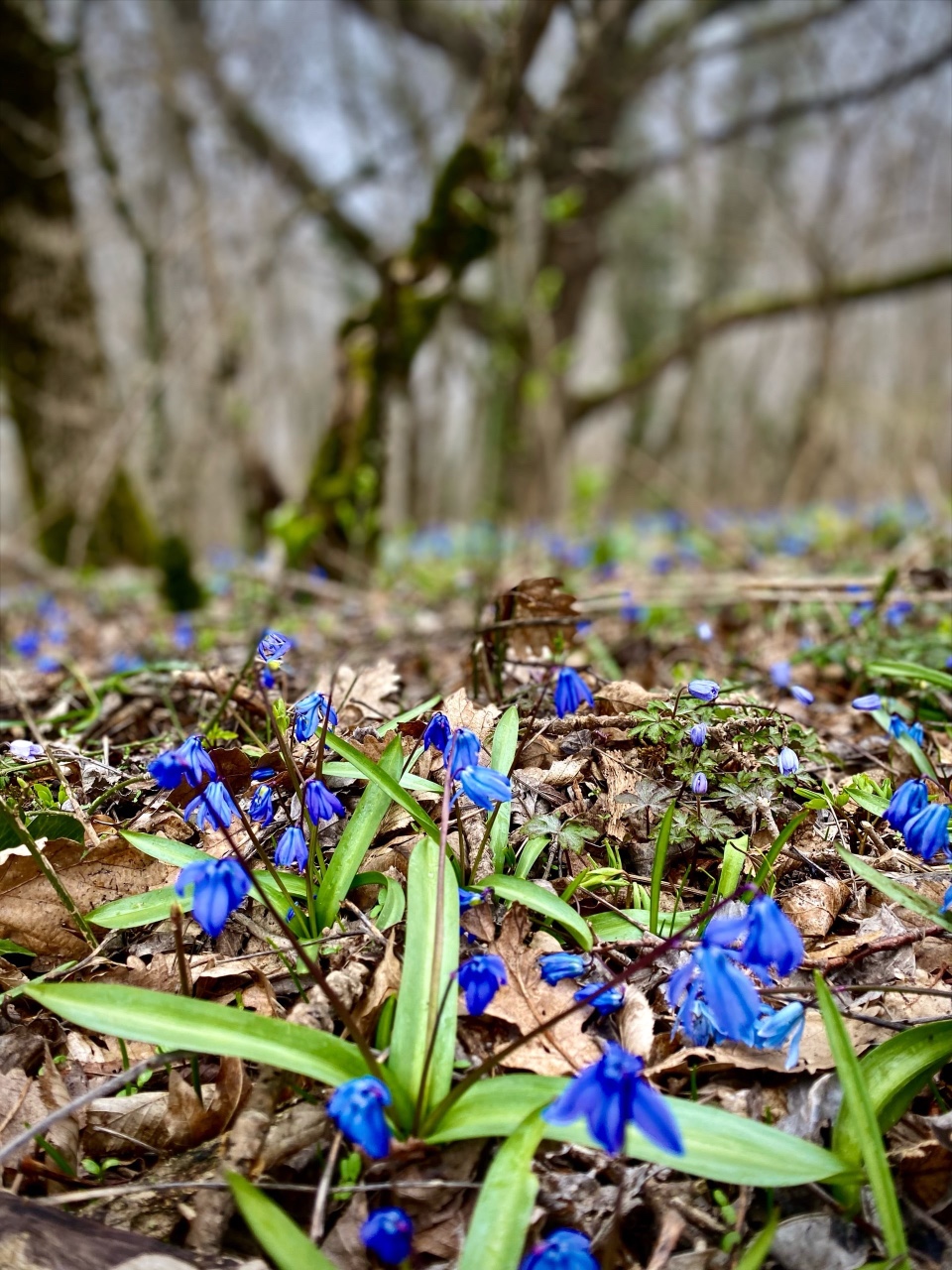 nina_melekhova в LOOKY — фото 2