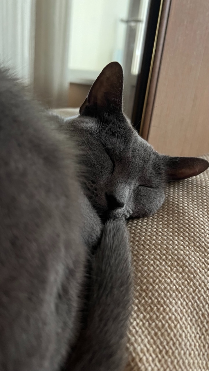 Яша - русская голубая кошка в LOOKY — Так сладко спит! 
#кот
[#котики ](котики)