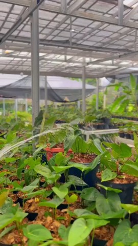 Taqadamanursery в LOOKY. . Plants for life 



...