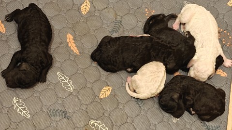 Наталья в LOOKY. . Я РОДИЛСЯ❗❗❗😍🐩🔥
П...