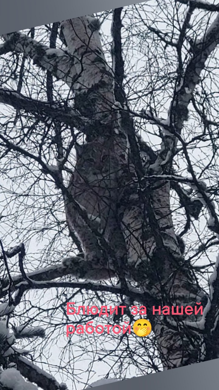 Кисуля красотуля😺