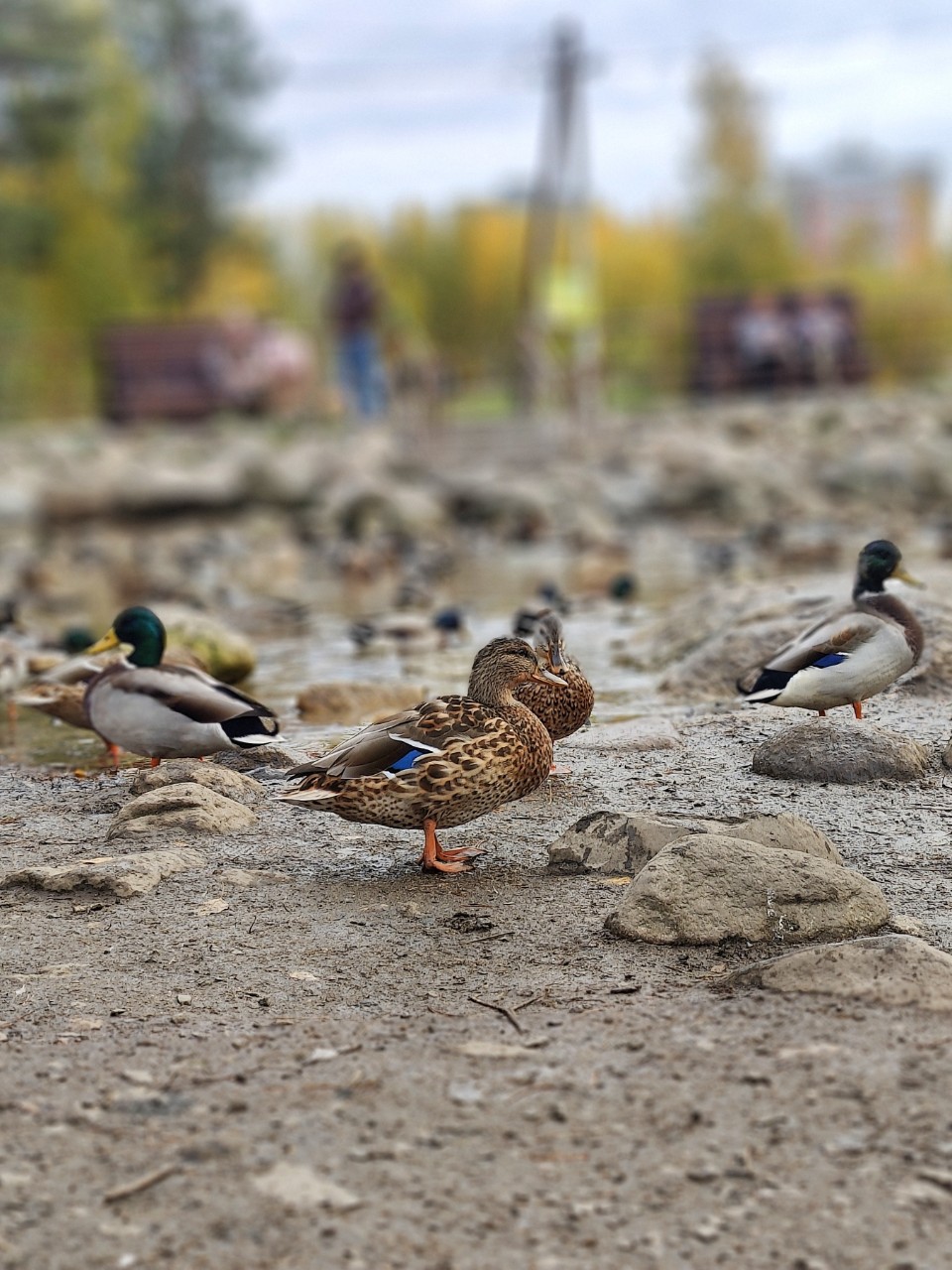 Виктор в LOOKY. #утки
#карелия,#karelia,#karjala,#живувкарелии,#осень
#осеньвпетрозаводске
#petroskoi,#petrozavodsk,#петрозаводск,#природа,#photonature,#naturephoto
#looky,#looky_official,#LOOKY_контент,#looky_you,#you,#looky_топ. Карелия🦆Karjala
Пет...