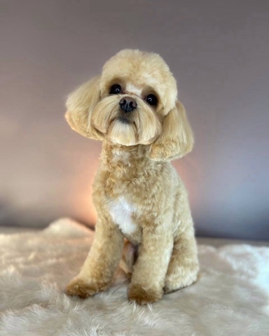 maltipoo_moscow_spb в LOOKY. #нашивыпускникимальтипу,#мальтипулучшаясобака🧡❗️больше. Шпулька 🥰шлет нам п...