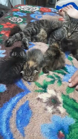 Лика в LOOKY. . Кошечка окотилась, т...