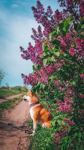 Габи в LOOKY. #акита,#акитаину,#габи_кузя,#акита_ину,#akita,#akitainu,#akita_inu,#japanakita,#akitaclub,#японскаяакита,#хатико,#собака,#dog. [#looky_наприроде](l...
