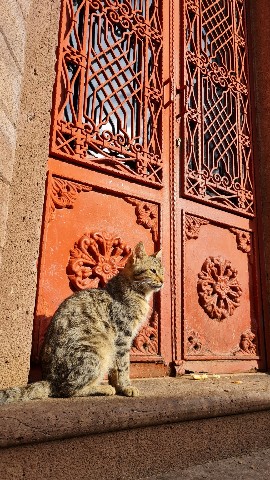 Dionysos в LOOKY. #cat,#love. [#turkey](turkey) [#...