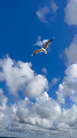 Looky_1681270789985 в LOOKY. . чайки реют, море пле...