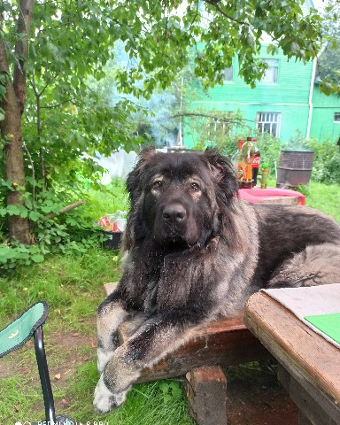 Looky_1688150896457 в LOOKY. . Аркона
