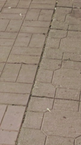 shpitz_moscow_sweta в LOOKY. . А мы побежали гулять...